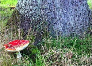 Amanita Larch THUMB