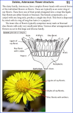 MntFlw Asteraceae 150px